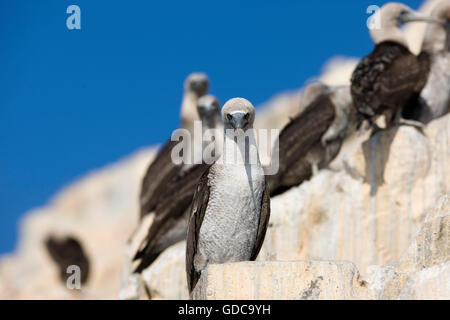 Peruanische Tölpel, Sula Variegata, Ballestas Inseln Paracas Reserve in Peru Stockfoto