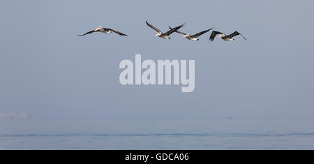 PERUANISCHEN Pelikan Pelecanus Thagus, Erwachsene IN FLIGHT, BALLESTAS Inseln im Nationalpark PARACAS, PERU Stockfoto