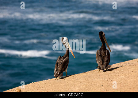 Peruanischen Pelikan, Pelecanus Thagus, Erwachsene am Strand, Ballestas Inseln im Nationalpark Paracas, Peru Stockfoto