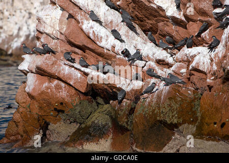 Tern der Inka, Inka, Gruppe "Larosterna" auf Felsen, Ballestas Inseln im Nationalpark Paracas, Peru Stockfoto