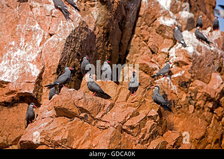 Tern der Inka, Inka, Gruppe "Larosterna" auf Felsen, Ballestas Inseln im Nationalpark Paracas, Peru Stockfoto