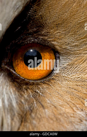 LONG-EARED Eule Asio Otus, close-up OF EYE Stockfoto