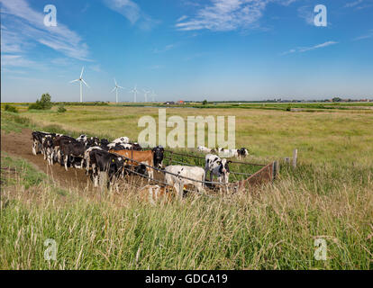 Anna Jacobapolder, Zeeland, Kühe in einem Feld mit Windrädern Stockfoto