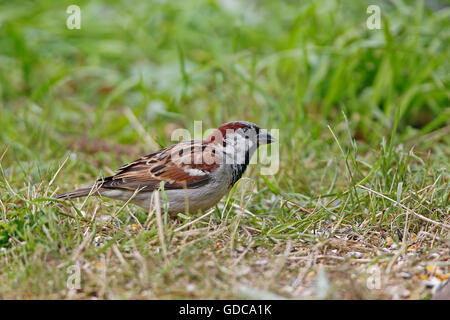 Haussperling, Passer Domesticus, männlich auf Rasen, Normandie Stockfoto
