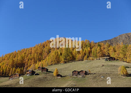 Schweiz, Europa, Wallis, Goms, Münster, Alp, Lärchen, Holz, Wald, Herbst Stockfoto