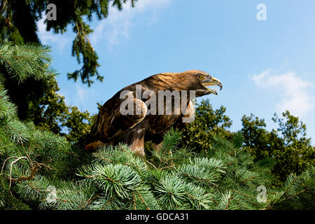 Goldener Adler, Aquila Chrysaetos, Erwachsenen aufrufen Stockfoto