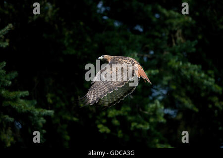 ROT - angebundener Falke Buteo Jamaicensis, Erwachsene IN FLIGHT Stockfoto
