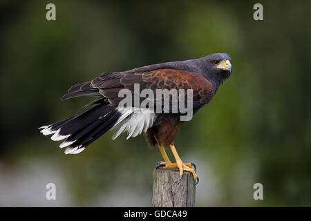 HARRIS HAWK Parabuteo Unicinctus, Erwachsene ON POST Stockfoto