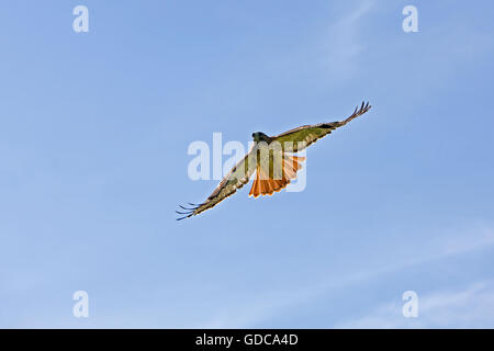 Rot - angebundener Falke, Buteo Jamaicensis im Flug Stockfoto