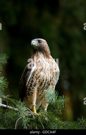 Rot - angebundener Falke, Buteo jamaicensis Stockfoto