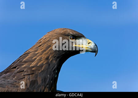 Steinadler Aquila chrysaetos Stockfoto