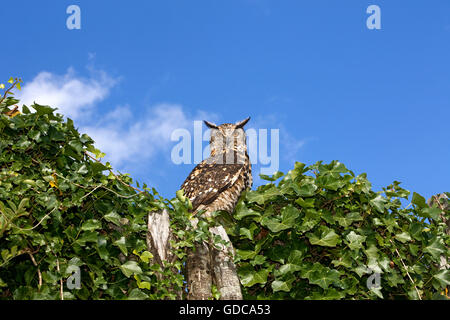 Kap-Uhu, Bubo capensis Stockfoto