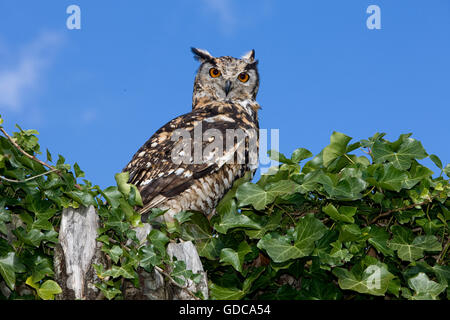 Kap-Uhu, Bubo capensis Stockfoto
