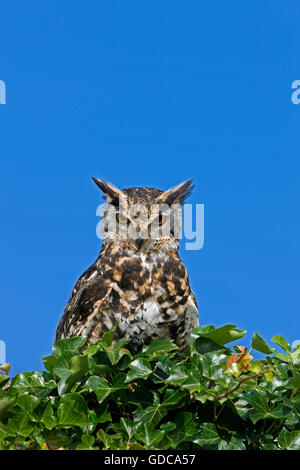 Kap-Uhu, Bubo capensis Stockfoto