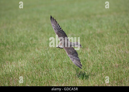 Saker Falcon, Falco Cherrug, Erwachsene im Flug Stockfoto