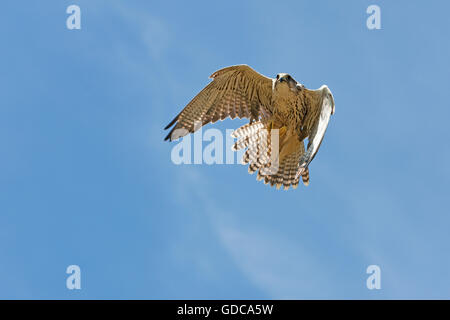 Saker Falcon, Falco Cherrug, Erwachsene im Flug Stockfoto