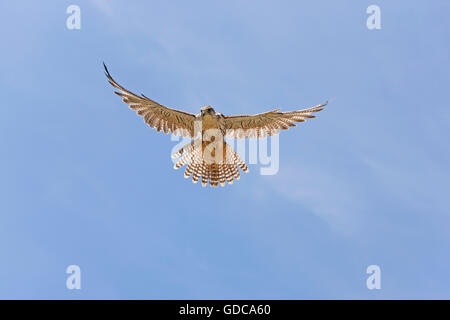 Saker Falcon, Falco Cherrug, Erwachsene im Flug Stockfoto