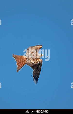Rotmilan Milvus Milvus, Erwachsenen im Flug gegen blauen Himmel Stockfoto