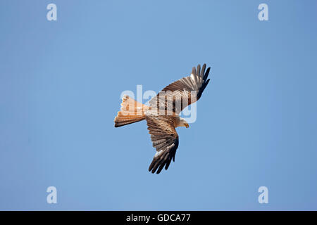 ROTMILAN Milvus Milvus, Erwachsene IN FLIGHT Stockfoto