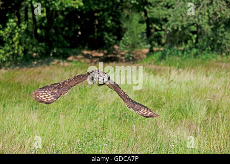 Kap-Uhu Bubo Capensis, Erwachsenen fliegen Stockfoto