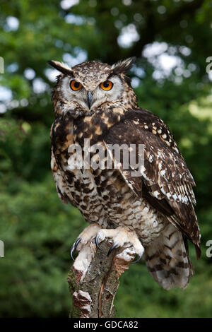 Kap-Uhu Bubo Capensis, Erwachsene thront ON POST Stockfoto