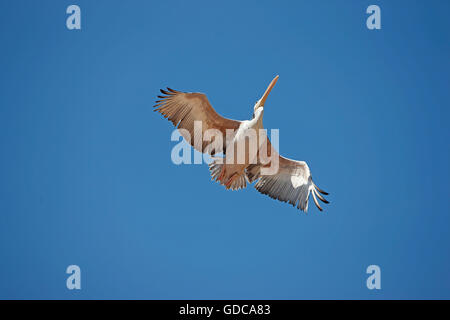 Rosa unterstützt Pelikan, Pelecanus saniert, Jugendkriminalität im Flug Stockfoto