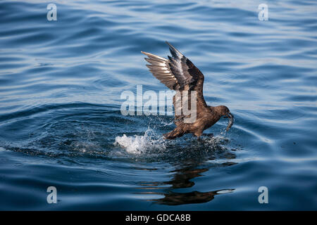 Antarktis SKUA Catharacta Antarctica, Erwachsene im Flug fangen Fische, FALSE BAY IN Südafrika Stockfoto