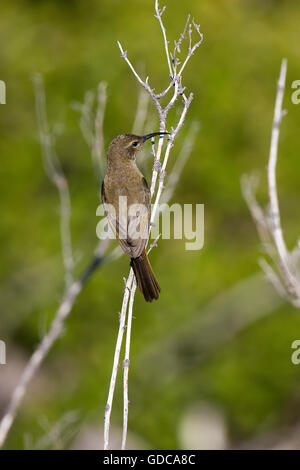 Größere Double-Collared Sunbird, Nectarinia Afra, Weiblich on Branch, Südafrika Stockfoto