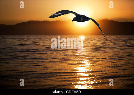 Antarktis Skua, Catharacta Antarctica, Erwachsenen im Flug bei Sonnenuntergang, False Bay in Südafrika Stockfoto