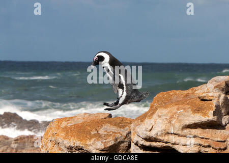 Jackass Penguin oder afrikanischer Penguin, Spheniscus Demersus, Erwachsene springen von Felsen, Bettys Bay in Südafrika Stockfoto