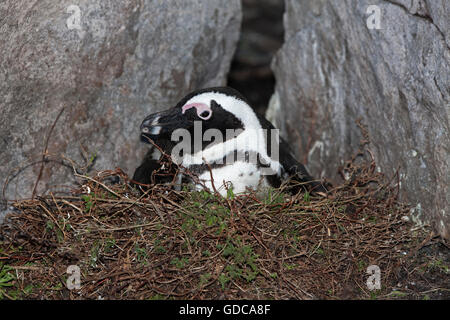 JACKASS PENGUIN oder afrikanische Pinguin Spheniscus Demersus, Erwachsene GRÜBELN, SITTING ON NEST, BETTYS BAY IN Südafrika Stockfoto