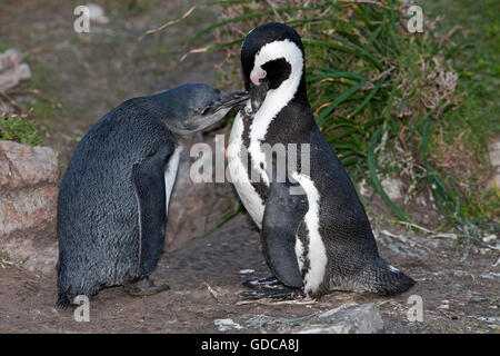 Jackass Penguin oder afrikanischer Penguin, Spheniscus Demersus, Erwachsene mit unreif, Bettys Bay in Südafrika Stockfoto