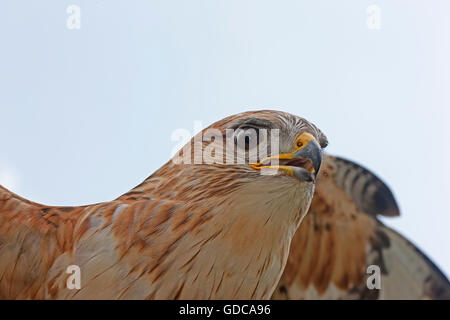 Langbeinige Bussard Buteo Rufinus, Porträt von Erwachsenen Stockfoto