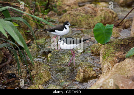 PAAR OF BLACK-NECKED Stelzen Himantopus mexicanus Stockfoto