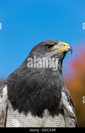 Kopf-Nahaufnahme des schwarz-CHESTED Bussard-EAGLE Geranoaetus Melanoleucus gegen blauen Himmel Stockfoto