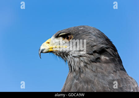 Kopf-Nahaufnahme des schwarz-CHESTED Bussard-EAGLE Geranoaetus Melanoleucus gegen A BLUE SKY Stockfoto