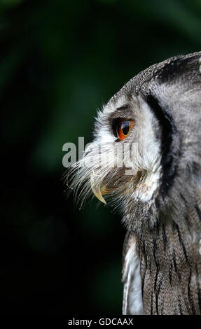 White-faced Zwergohreule Eule Otus Leucotis, Porträt von Erwachsenen Stockfoto