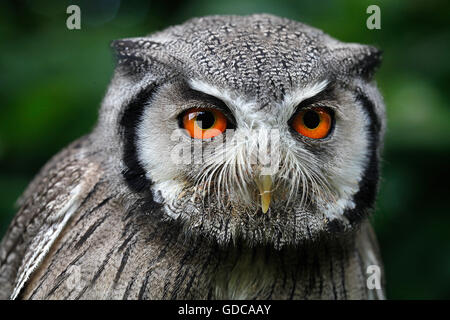 White-faced Zwergohreule Eule Otus Leucotis, Porträt von Erwachsenen Stockfoto