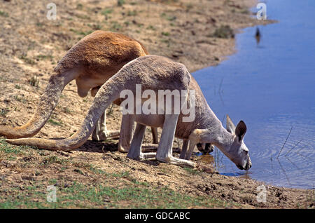 RED KANGAROO Macropus Rufus, Erwachsene trinken am Wasserloch, Australien Stockfoto