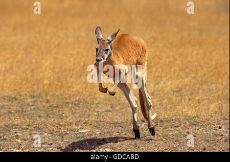 Red Kangaroo, Macropus Rufus, Erwachsenen ausgeführt, Australien Stockfoto