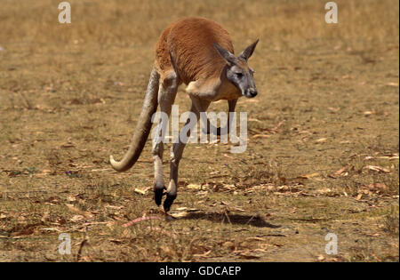 RED KANGAROO Macropus Rufus, männliche MOVING ON trocken GRASS, Australien Stockfoto