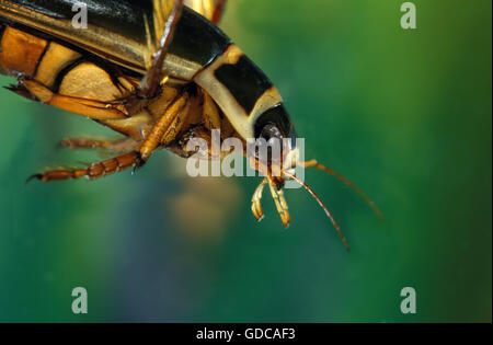 GREAT DIVING BEETLE Gelbrandkäfer Marginalis, Frankreich Stockfoto
