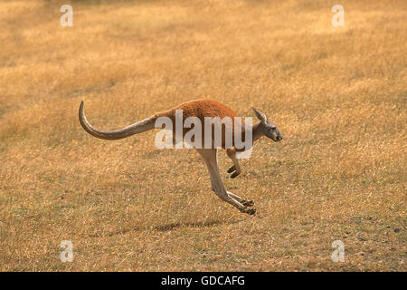 Red Kangaroo, Macropus Rufus, Erwachsenen ausgeführt, Australien Stockfoto