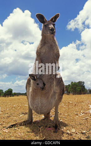 Östlichen Grey Kangaroo, Macropus Giganteus, weiblich mit Kopf von Joey aus Beutel, Australien Stockfoto