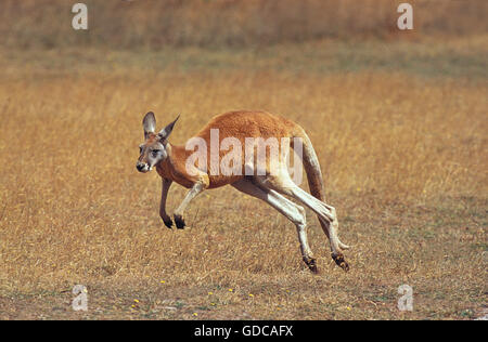 Red Kangaroo, Macropus Rufus, Erwachsenen ausgeführt, Australien Stockfoto