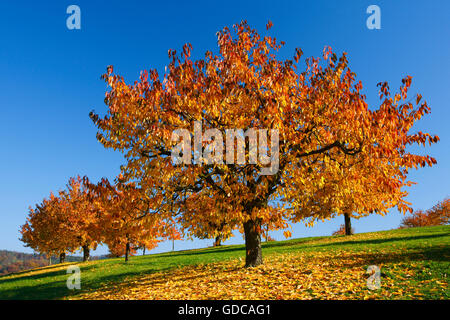 Kirschbäume im Herbst, Prunus Avium, Schweiz Stockfoto