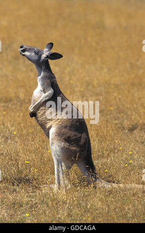 Red Kangaroo, Macropus Rufus, Erwachsene auf Trockenrasen, riechen, Australien Stockfoto