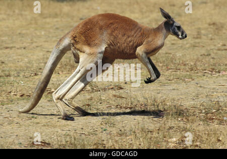 Red Kangaroo, Macropus Rufus, Erwachsene auf trockenem Rasen, Australien Stockfoto