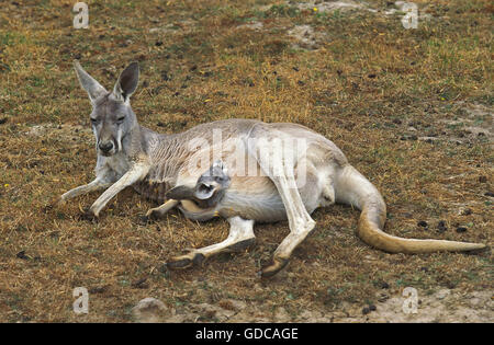 Red Kangaroo, Macropus Rufus, Weiblich, Verlegung auf Trockenrasen mit Kopf von Joey aus Beutel, Australien Stockfoto