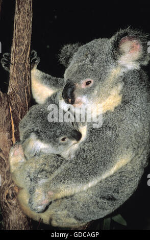 Koala, Phascolarctos Cinereus, Mutter und Baby, Australien Stockfoto